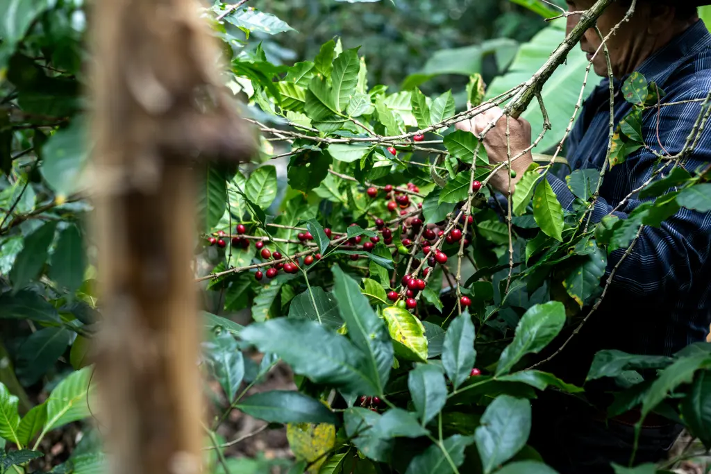 Kaffeepflanzen und Kaffeepflücker